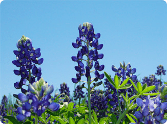 Bluebonnets Bluebonnets