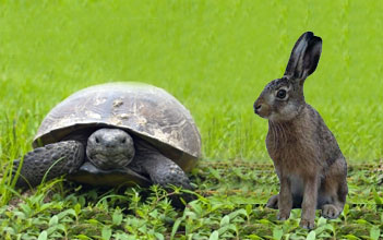 Turtle and Hare